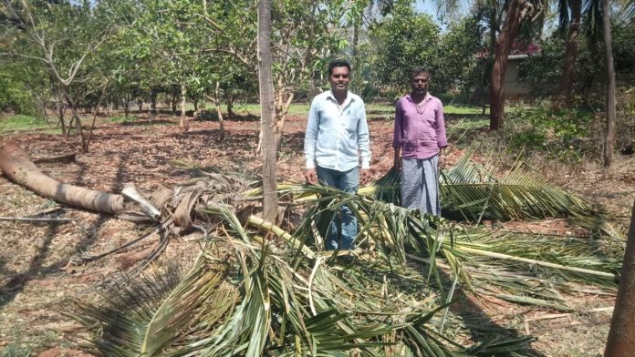 ತೆಂಗು, ಮಾವಿನ ಮರ